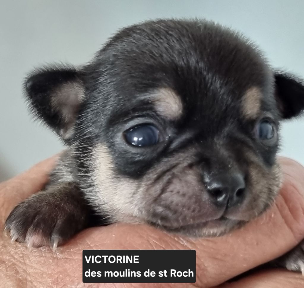 Des Moulins De St Roch - Chiot disponible  - Chihuahua