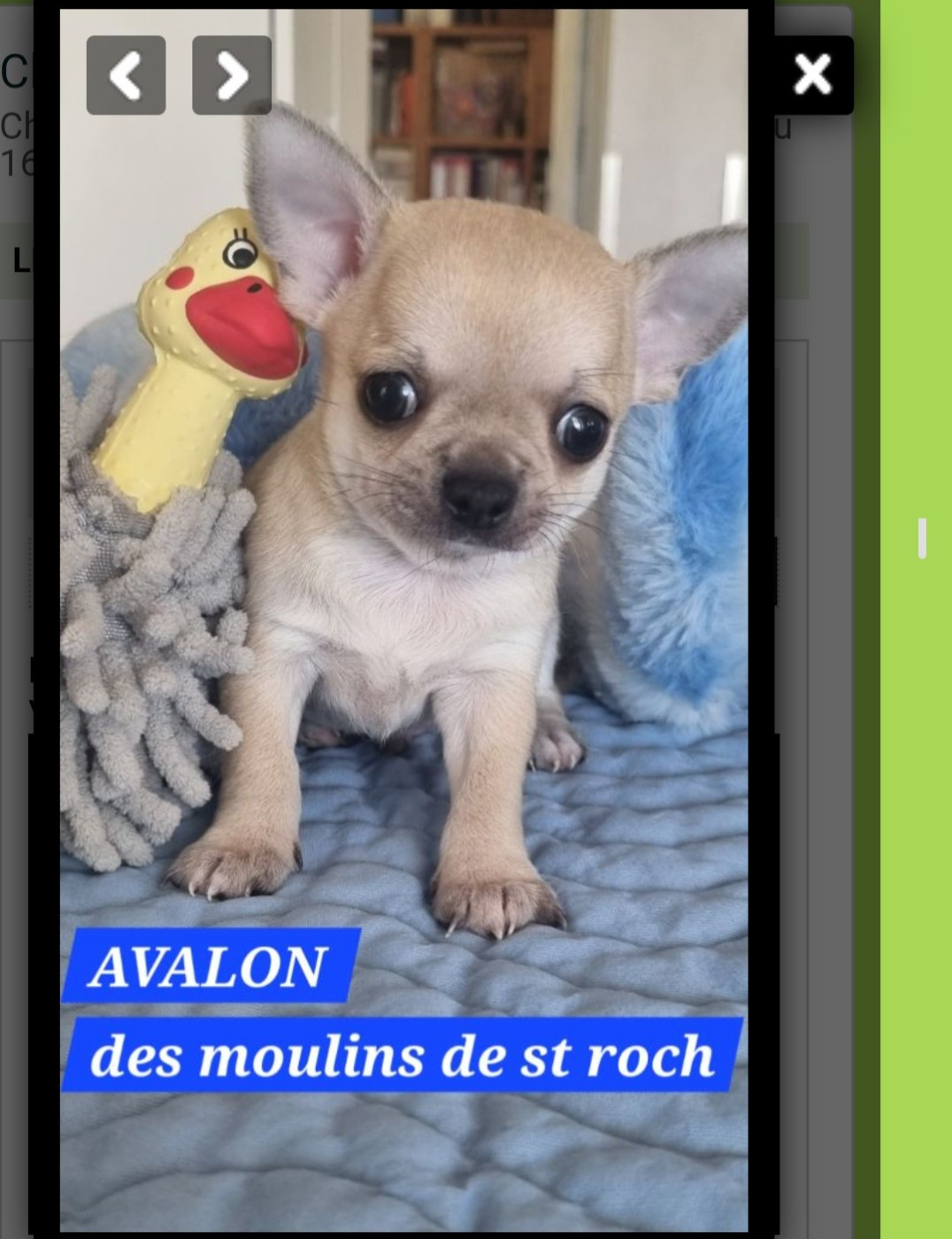 Des Moulins De St Roch - Chiots disponibles - Chihuahua