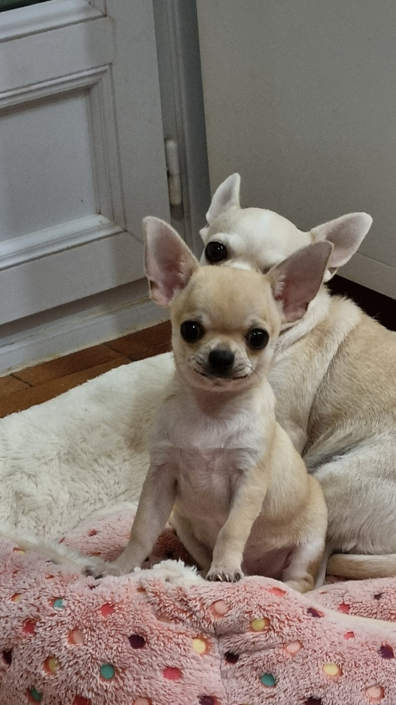 Des Moulins De St Roch - Chiots disponibles - Chihuahua