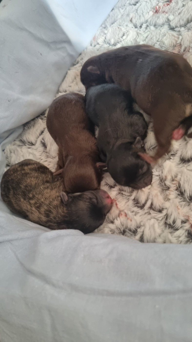 Chiot Chihuahua Des Moulins De St Roch