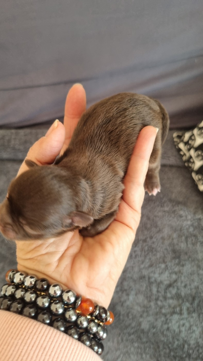 Des Moulins De St Roch - Chiots disponibles - Chihuahua