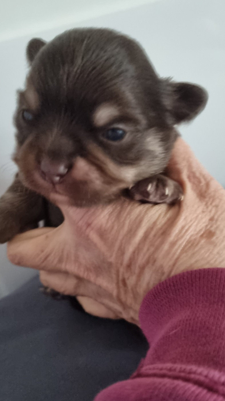 Des Moulins De St Roch - Chiots disponibles - Chihuahua