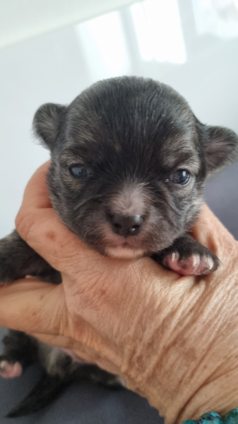 Des Moulins De St Roch - Chiots disponibles - Chihuahua