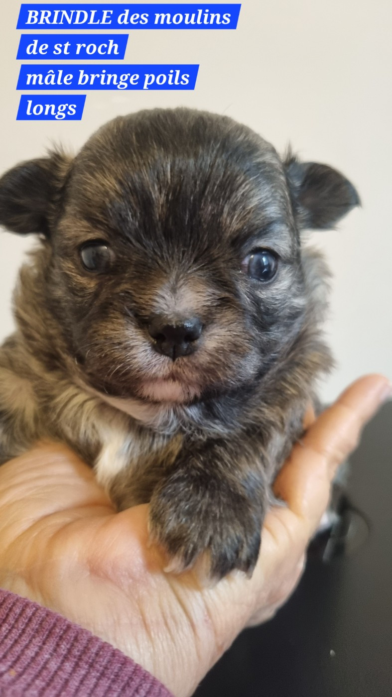 Des Moulins De St Roch - Chiots disponibles - Chihuahua