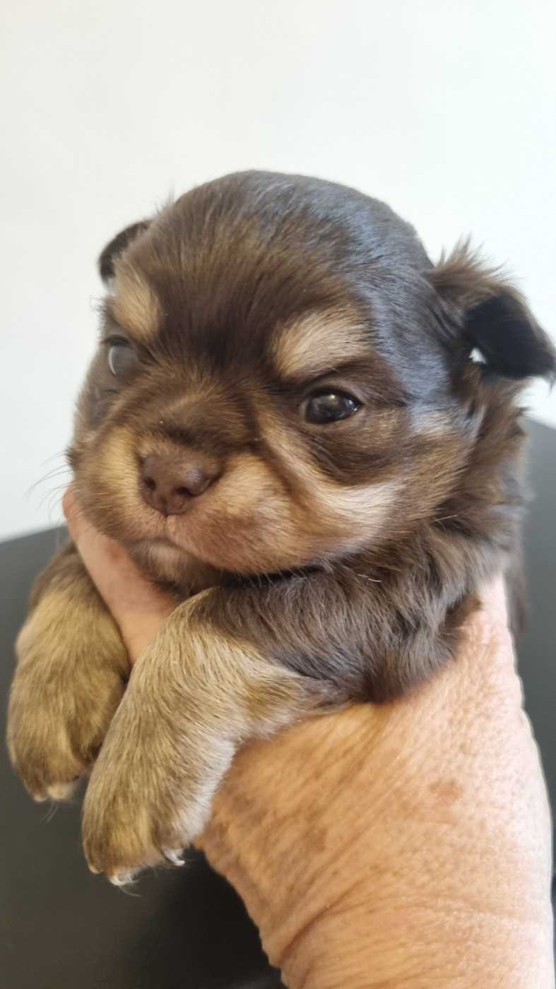 Des Moulins De St Roch - Chiots disponibles - Chihuahua