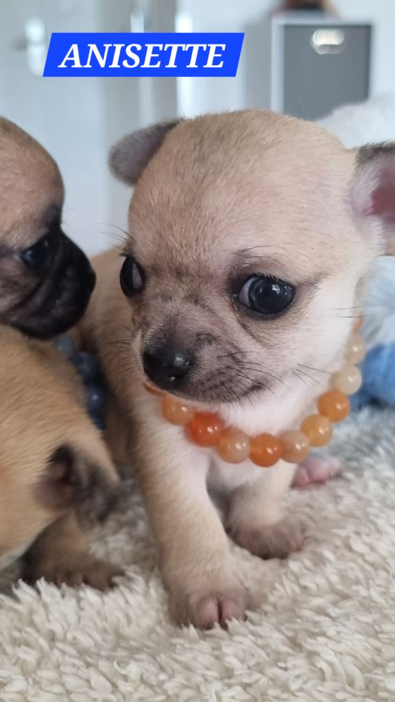Des Moulins De St Roch - Chiots disponibles - Chihuahua