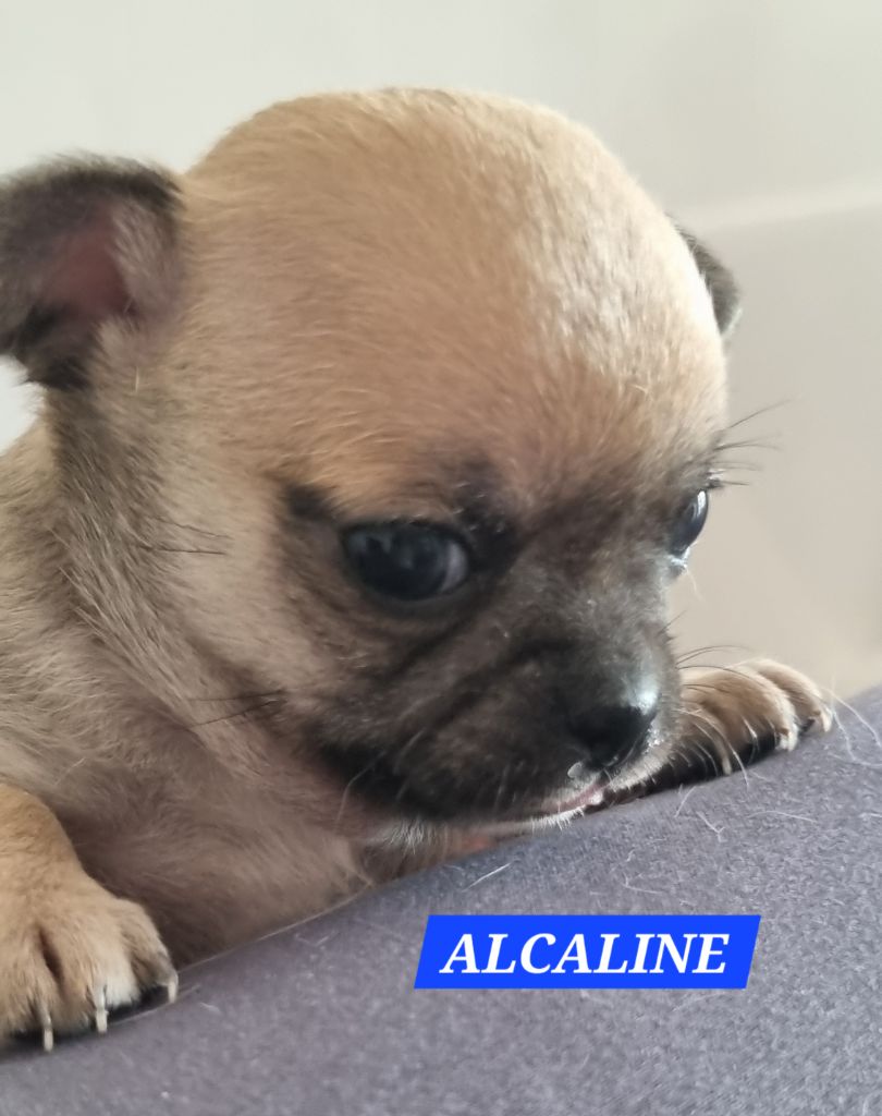 Des Moulins De St Roch - Chiots disponibles - Chihuahua